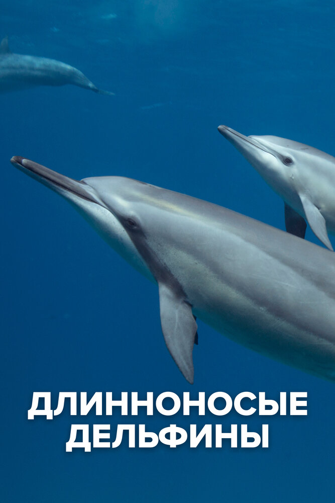 Длинноносые дельфины (2016) постер